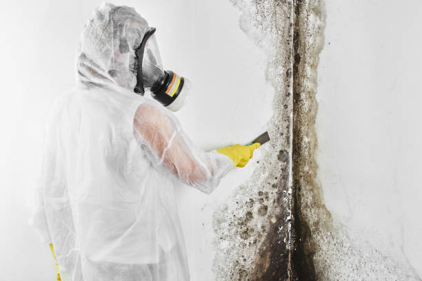 Best Mold Remediation for Schools in Breckenridge, MI