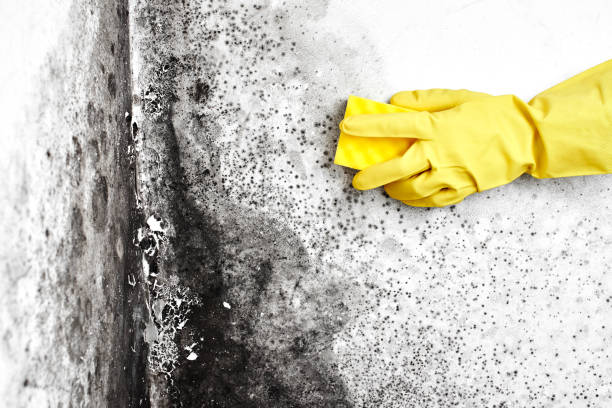  Breckenridge, MI Mold Removal Pros