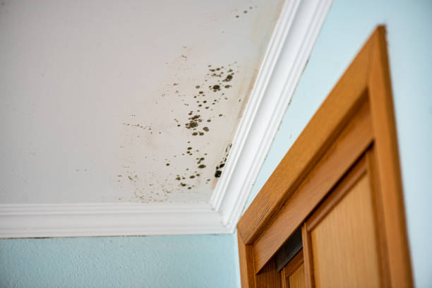 Best White Mold Remediation in Breckenridge, MI