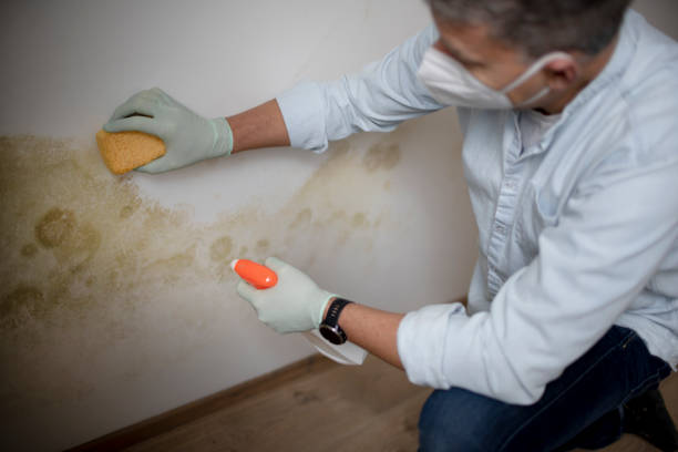 Best Industrial Mold Remediation in Breckenridge, MI