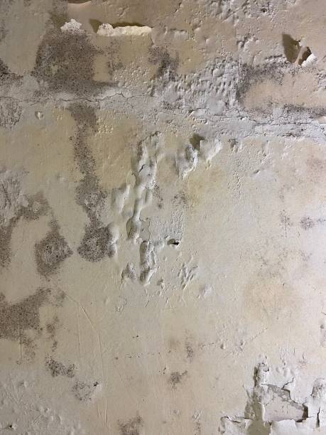 Best Localized Mold Remediation (e.g., coastal areas, humid climates) in Breckenridge, MI
