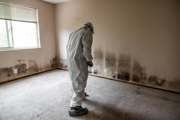 Best Post-Flood Mold Remediation in Breckenridge, MI