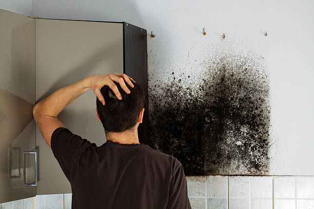 Best Insurance-Related Mold Remediation in Breckenridge, MI