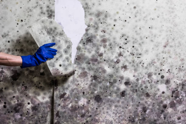 Best HVAC Mold Remediation in Breckenridge, MI